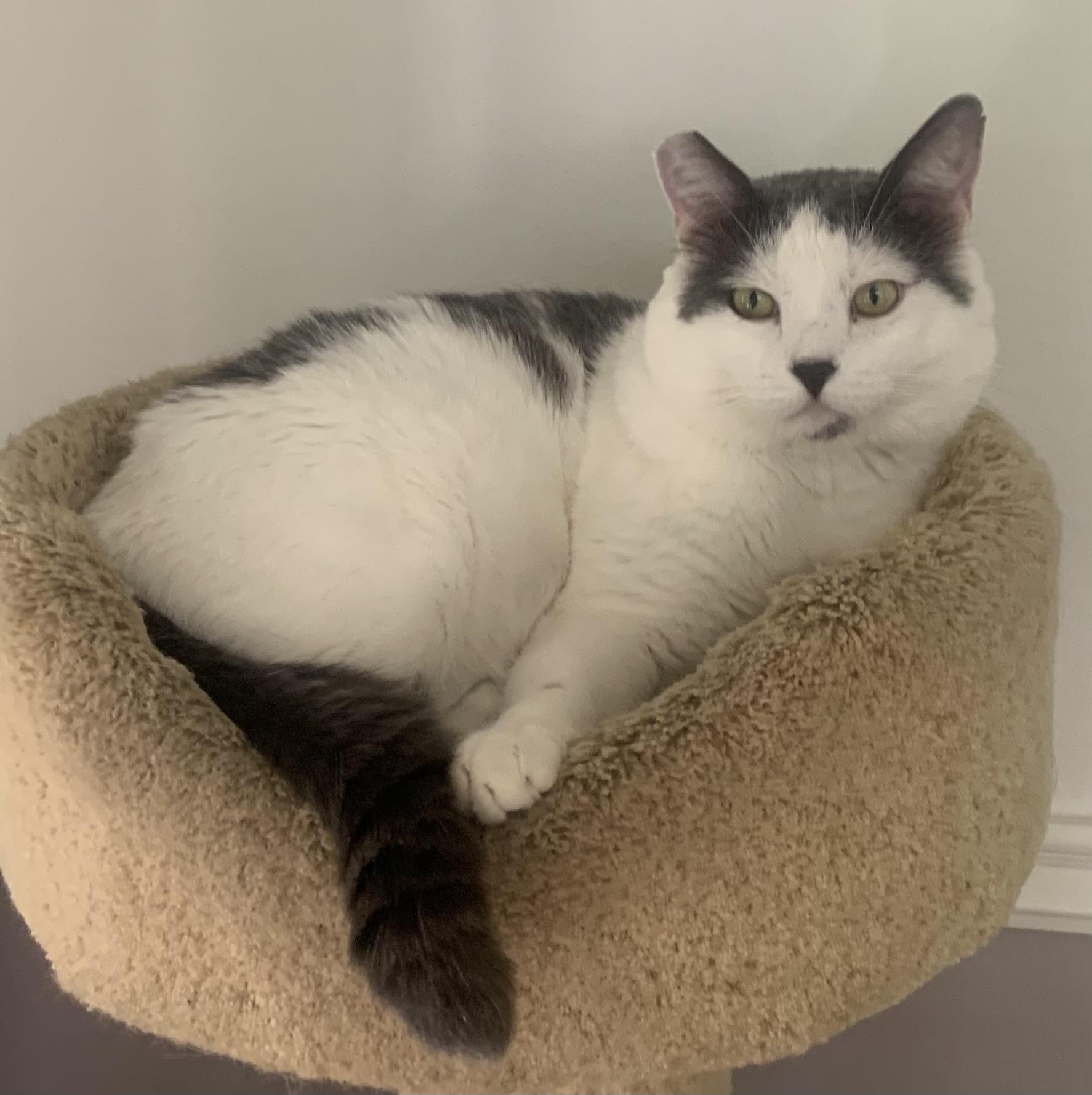 Mochi